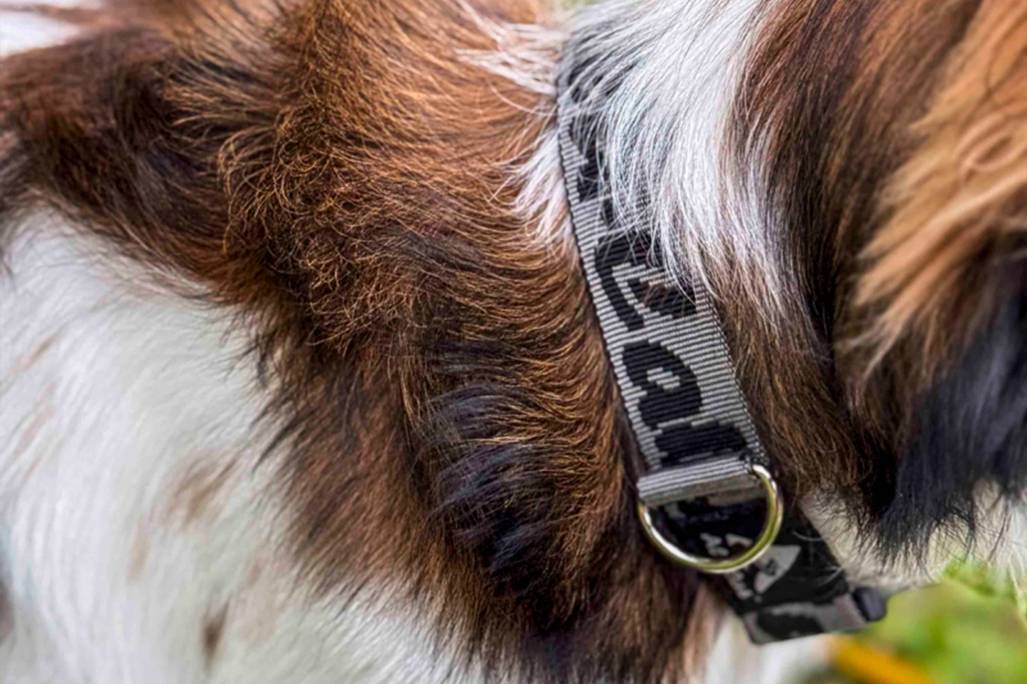 alu-cab Trail Buddy Dog Collar