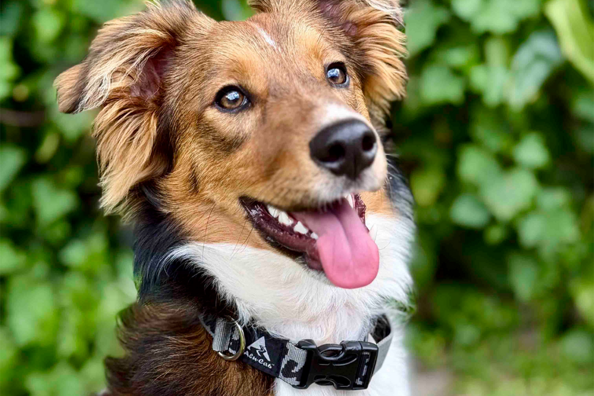 alu-cab Trail Buddy Dog Collar